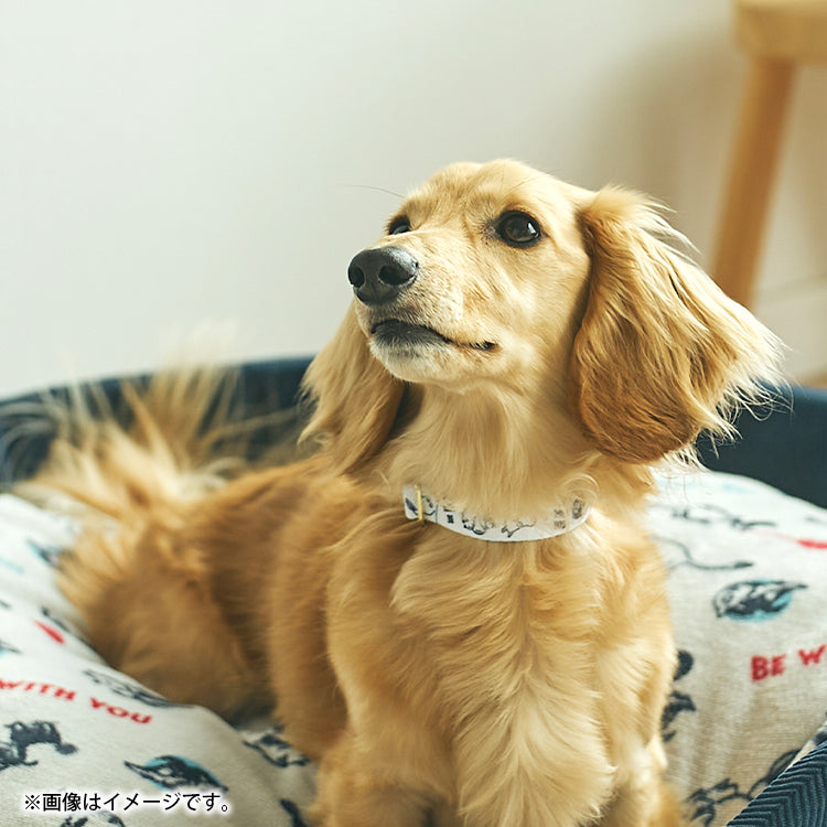 Delivery scheduled for mid-July *Pet collar (Be With You/Pattern) 1425037600 <Pre-order item>